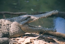 Freshwater Crocodile (Crocodylus johnstoni)