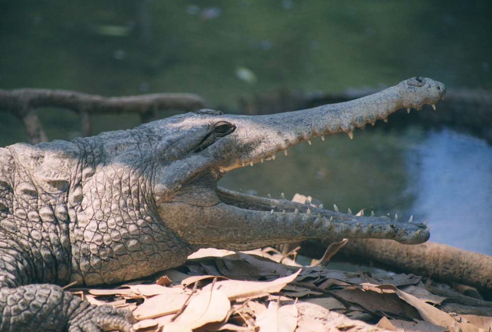 Freshwater Crocodile (Crocodylus johnstoni)