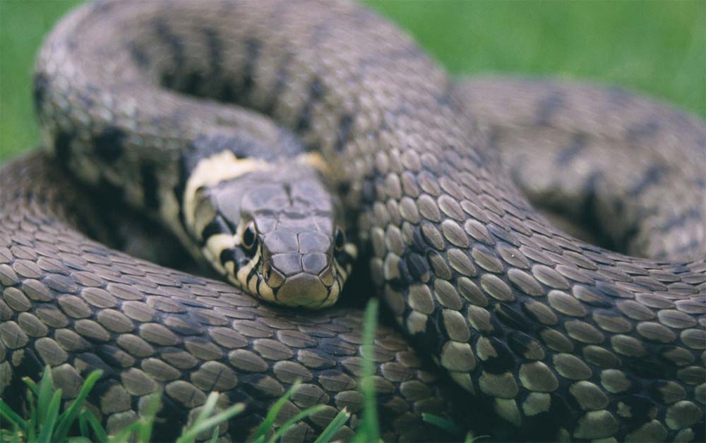 European Grass Snake (Natrix natrix)