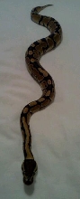 Full Length Shot