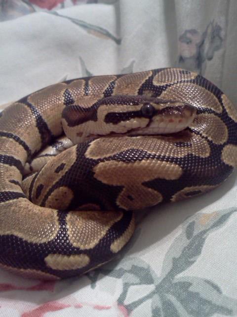 Head Shot