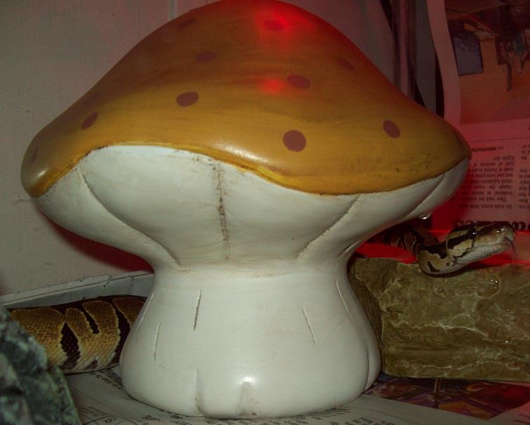 Lady Predator & Her Shroom