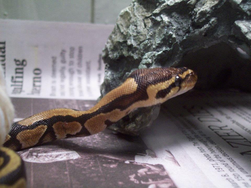 The Hide