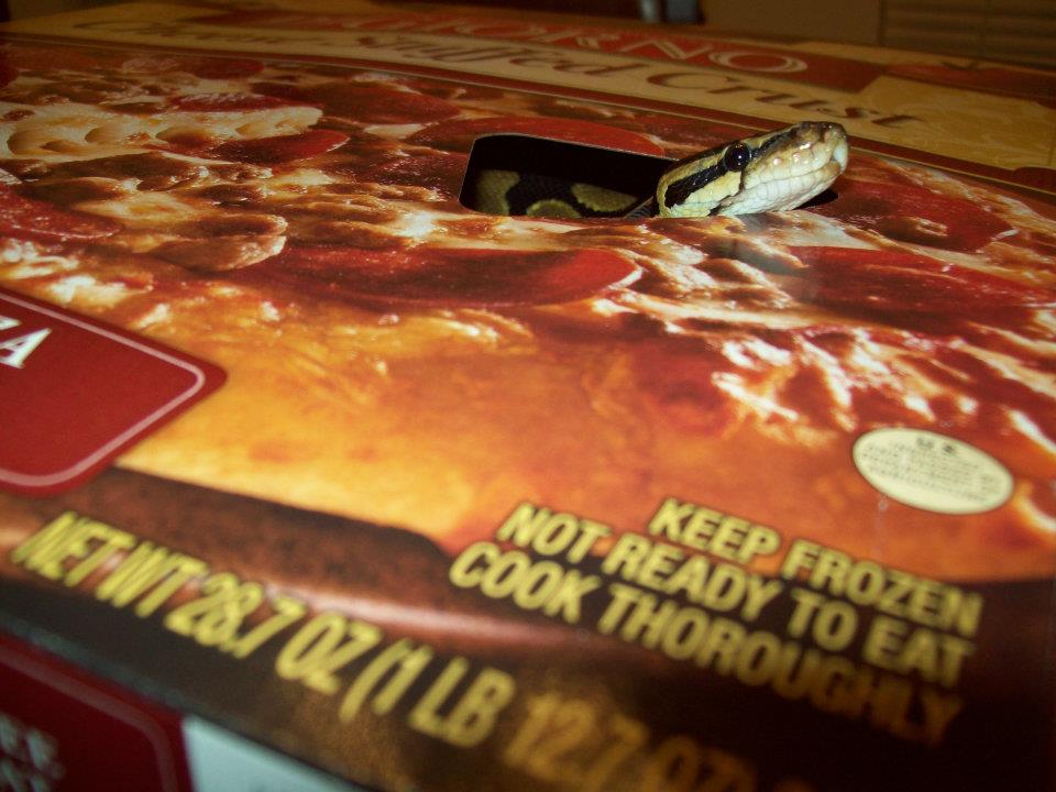 Pizza Anyone?