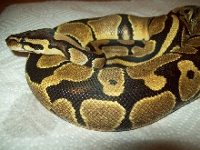 Fresh Shed