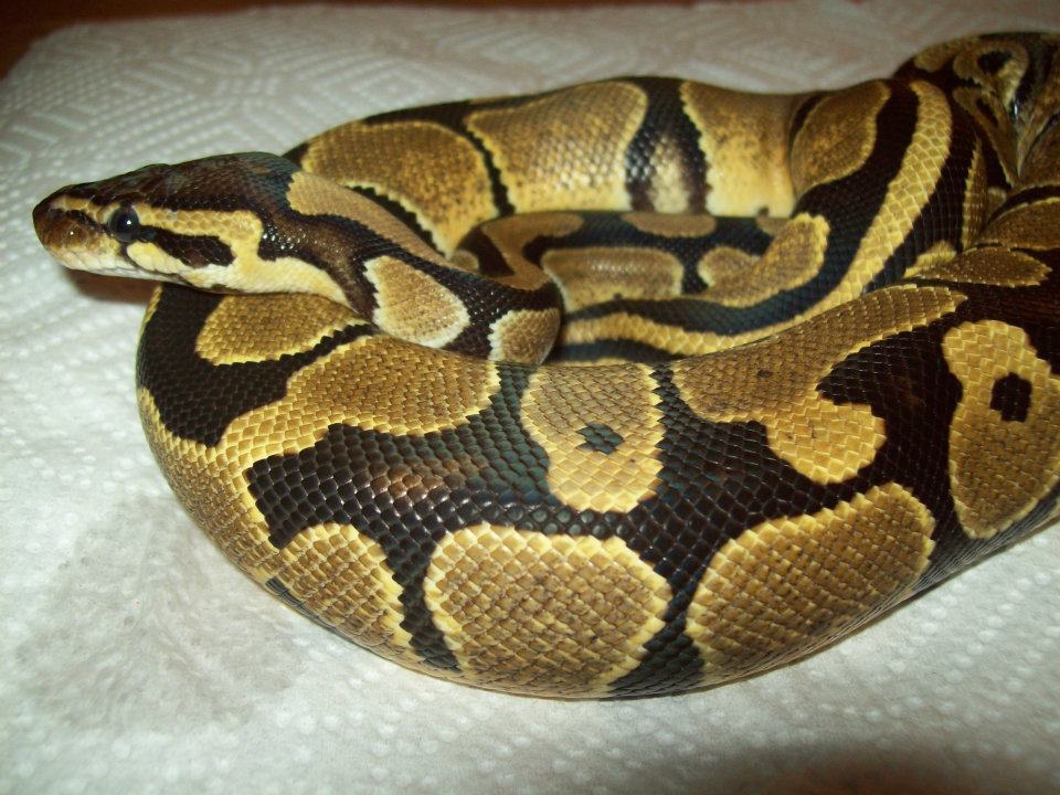 Fresh Shed