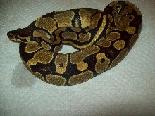 More Fresh Out Of Shed
