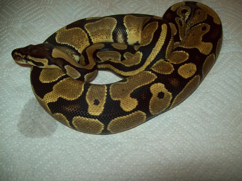 More Fresh Out Of Shed