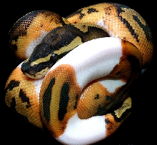 Pied 31-Constrictors Unlimited