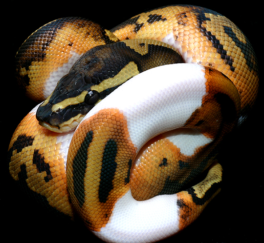 Pied 31-Constrictors Unlimited