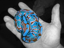 Ball Python-Rare Blue Morph