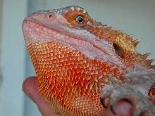 Up Close and Personal