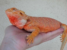 Pumpkin--soon to be a mommy