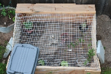 Outdoor Bearded Dragon Cage