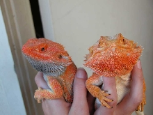 Latest pictures of Wizard and Pumpkin