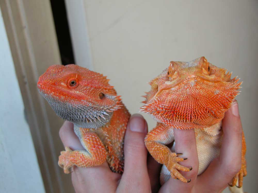 Latest pictures of Wizard and Pumpkin