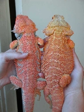 Another of Wizard and Pumpkin