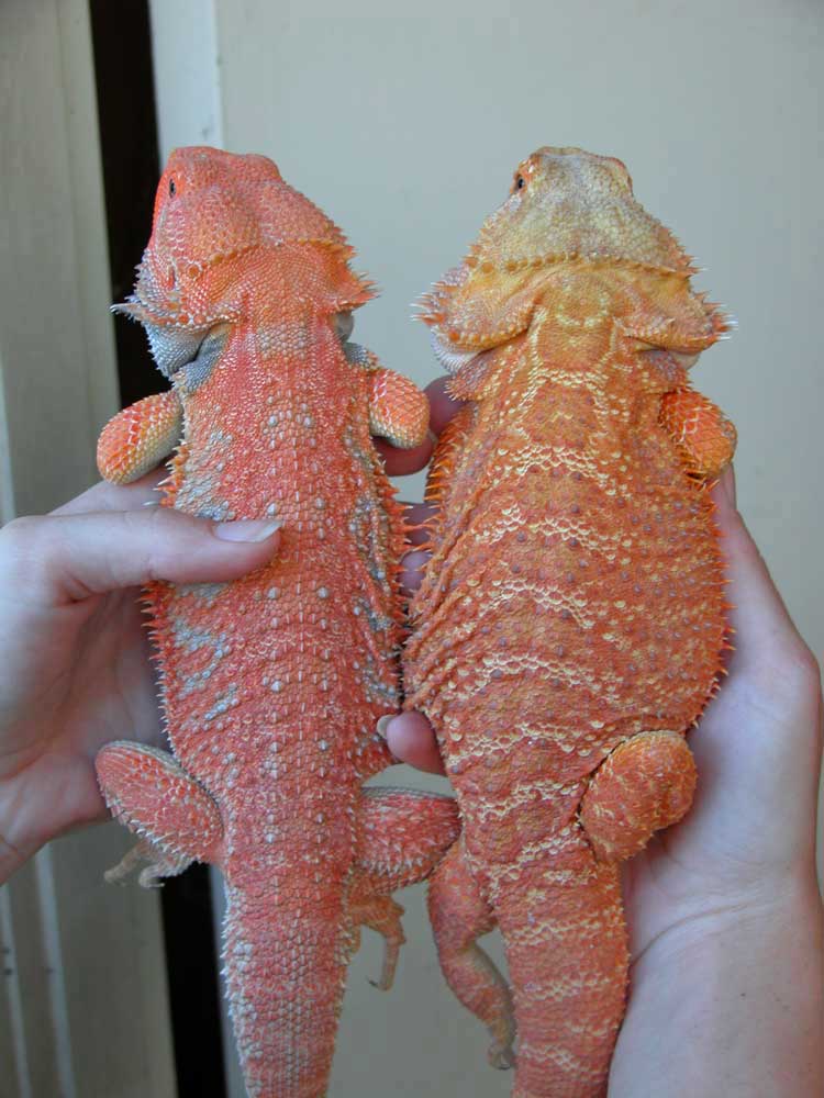 Another of Wizard and Pumpkin