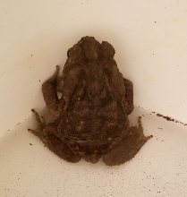Need ID