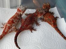 superblotch adults