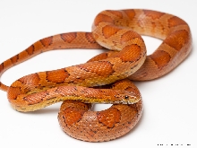 Female Locality Okeetee