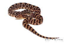 Louisiana Pine Hatchling.
