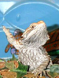 Buzz waving
