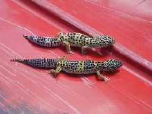 what colors are these?