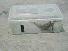 outside cage