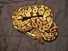 06 female pastel