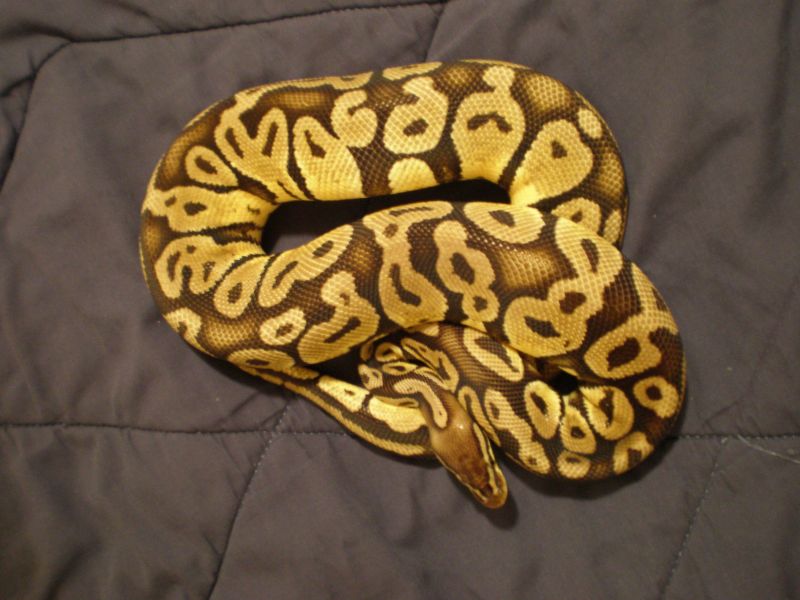 06 female pastel