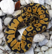 male pastel