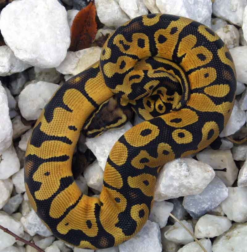 male pastel
