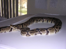 female bp