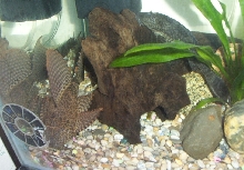 my plecos