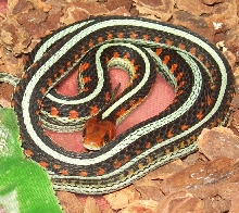 CA blue striped garter,  1.0 cb