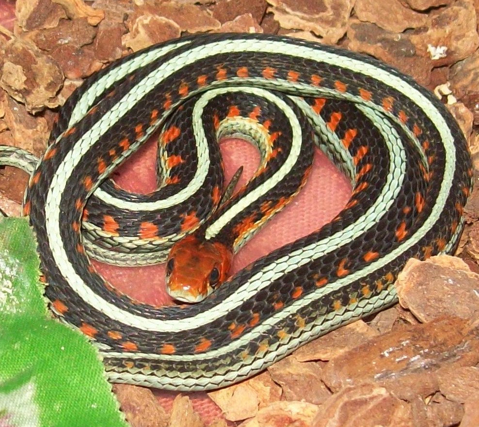 CA blue striped garter,  1.0 cb