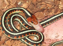 neon blue CA garter snake eating pinkie