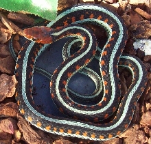 CA neon blue garter snake,  1.0 cb