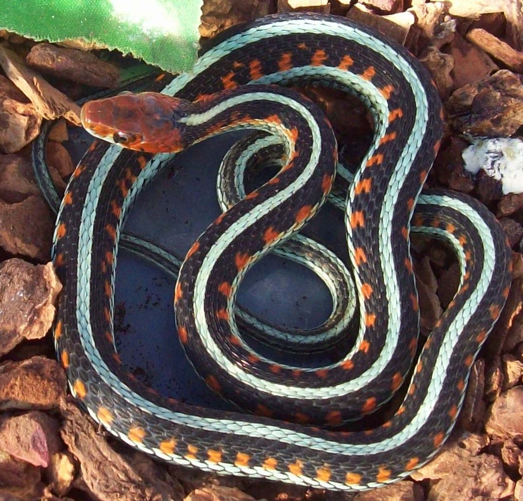 CA neon blue garter snake,  1.0 cb