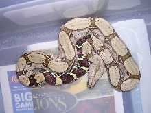 Clean CB female suri- $325