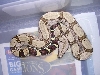 Clean CB female Suri- $325