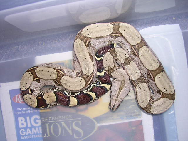 Clean CB female Suri- $325