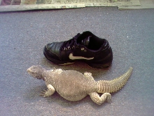 Dogg and my shoe (size 11)