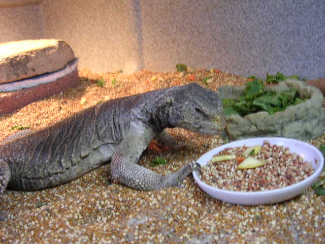 Dog eating birdseed