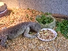 Dog eating birdseed 2