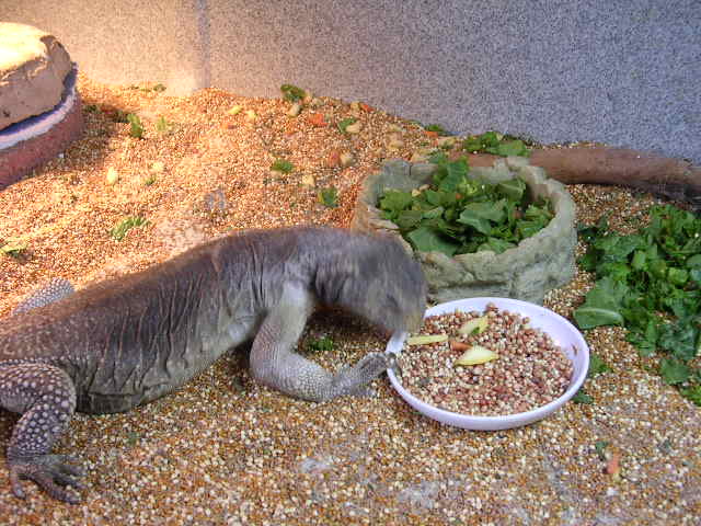 Dog eating birdseed 2
