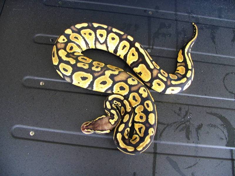female pastel