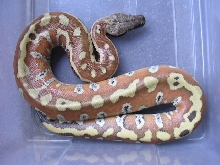 Very Red Male Blood $200