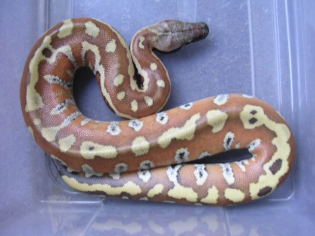 Very Red Male Blood $200